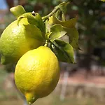 El Pomar Гостевой дом
