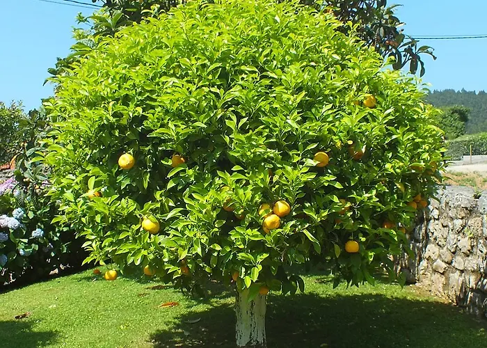 Гостевой дом El Pomar