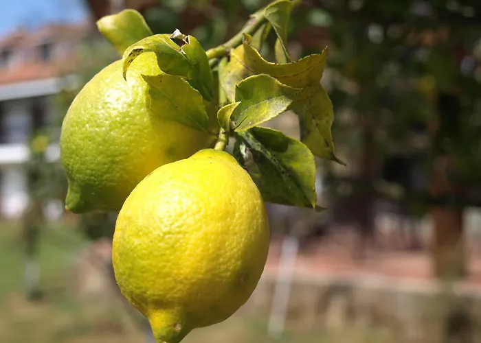 El Pomar ゲストハウス