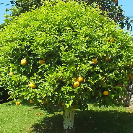 בית הארחה El Pomar